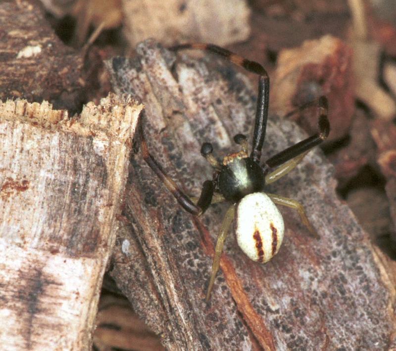 Misumena_vatia_F2192_Z_82_Les Gris_Frankrijk.jpg